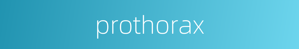 prothorax的同义词