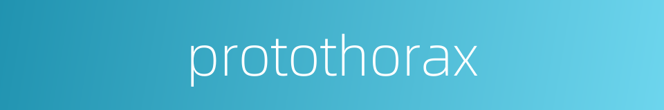 protothorax的同义词