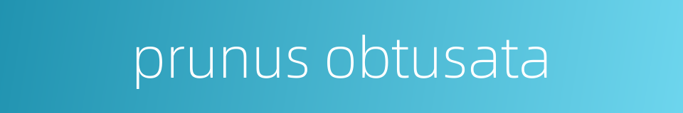 prunus obtusata的同义词