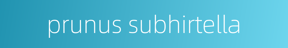 prunus subhirtella的同义词