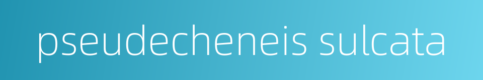 pseudecheneis sulcata的同义词