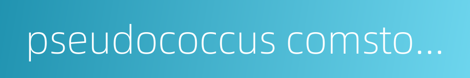 pseudococcus comstocki的同义词