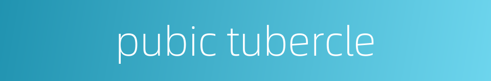 pubic tubercle的同义词