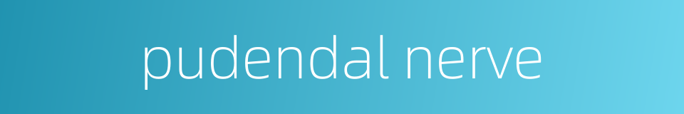 pudendal nerve的同义词