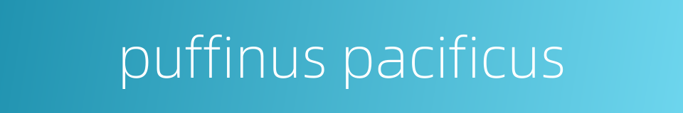 puffinus pacificus的同义词