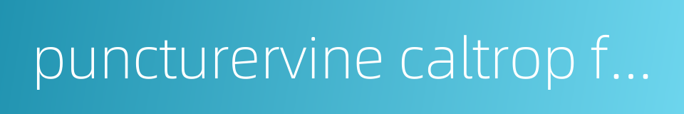 puncturervine caltrop fruit的同义词