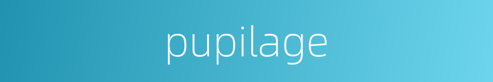 pupilage的同义词