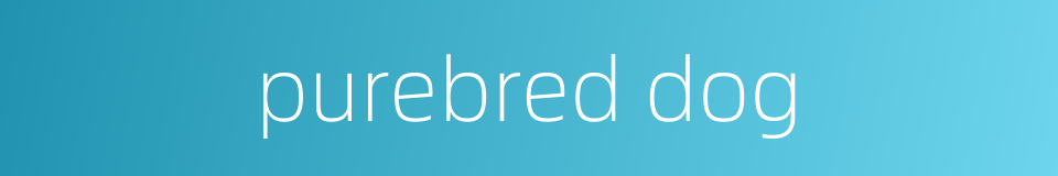 purebred dog的同义词