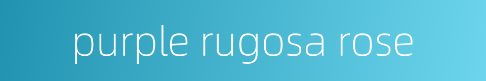 purple rugosa rose的同义词