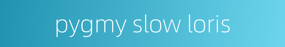 pygmy slow loris的同义词