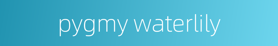 pygmy waterlily的同义词