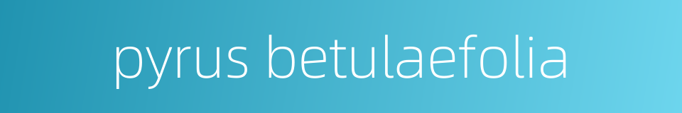 pyrus betulaefolia的同义词