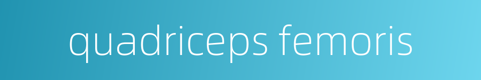 quadriceps femoris的同义词
