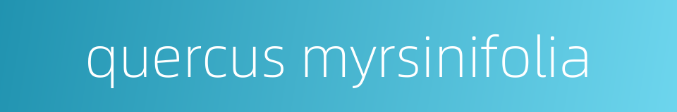 quercus myrsinifolia的同义词