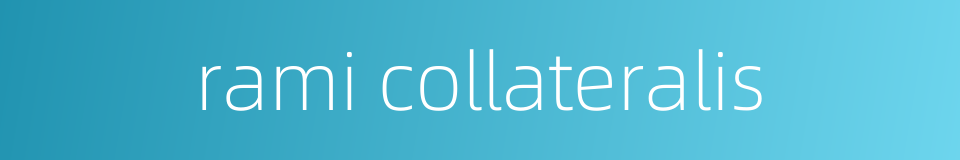 rami collateralis的同义词
