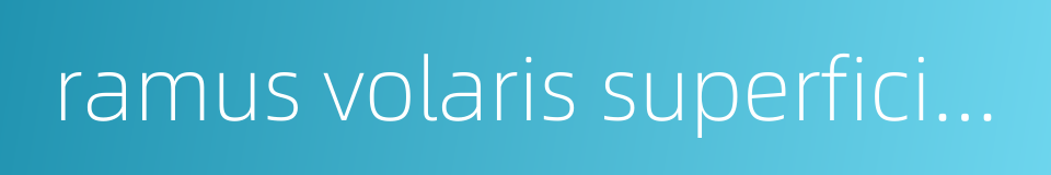 ramus volaris superficialis的同义词