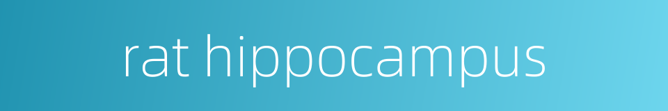 rat hippocampus的同义词