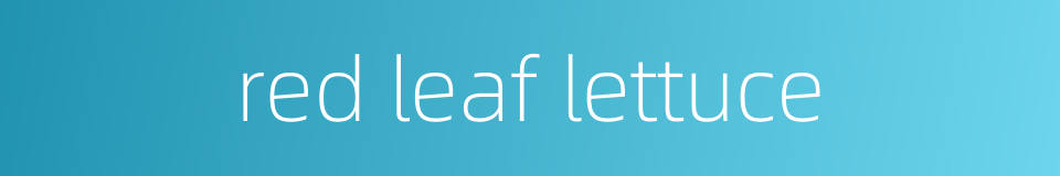 red leaf lettuce的同义词