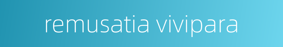 remusatia vivipara的同义词