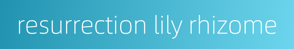 resurrection lily rhizome的同义词