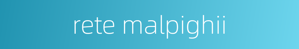 rete malpighii的同义词