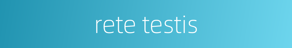 rete testis的同义词
