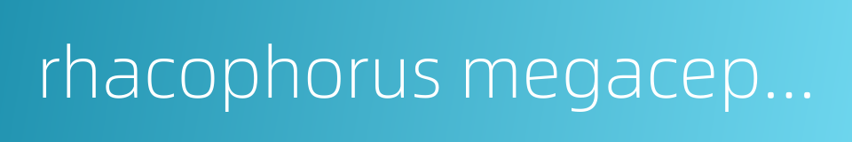 rhacophorus megacephalus的同义词