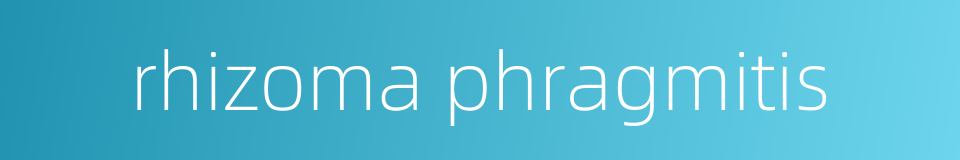 rhizoma phragmitis的同义词