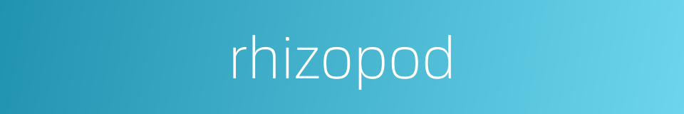 rhizopod的同义词