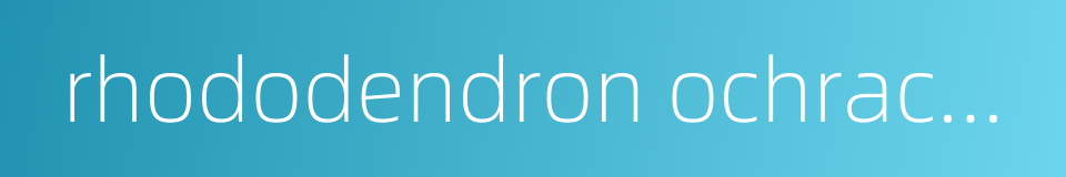 rhododendron ochraceum的同义词