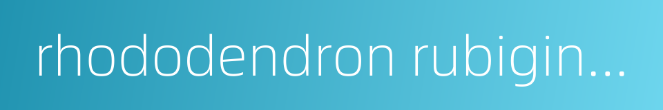 rhododendron rubiginosum的同义词