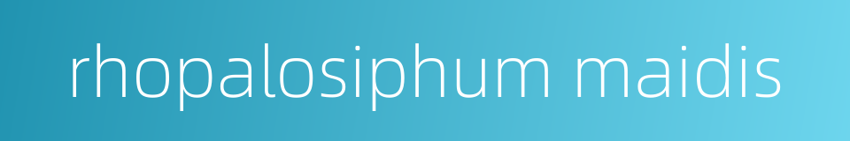 rhopalosiphum maidis的同义词