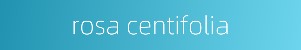 rosa centifolia的同义词