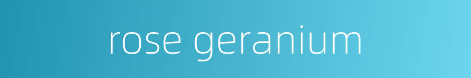 rose geranium的同义词