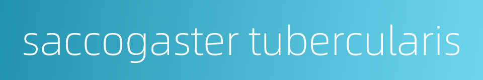 saccogaster tubercularis的同义词