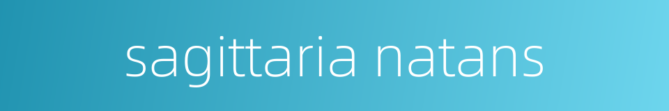 sagittaria natans的同义词