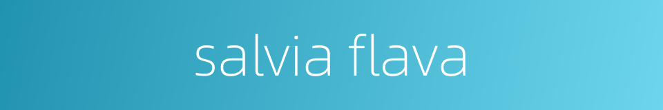 salvia flava的同义词