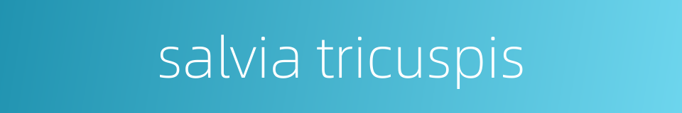 salvia tricuspis的同义词