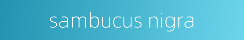 sambucus nigra的同义词