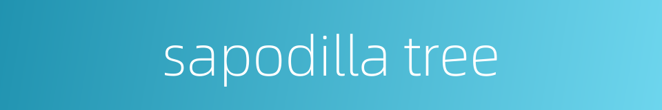 sapodilla tree的同义词