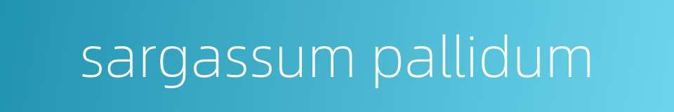 sargassum pallidum的同义词