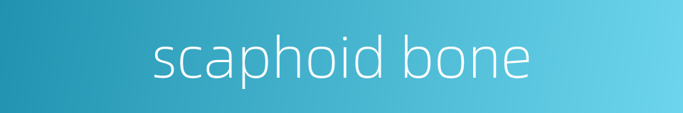 scaphoid bone的同义词