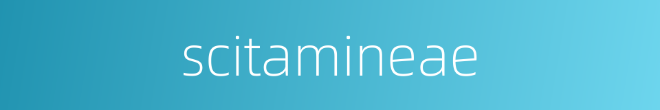 scitamineae的同义词