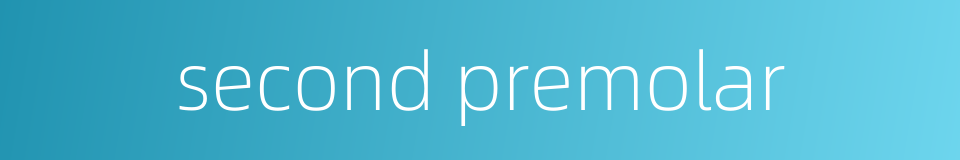 second premolar的同义词