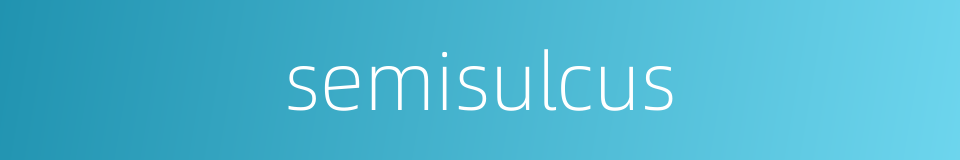semisulcus的同义词