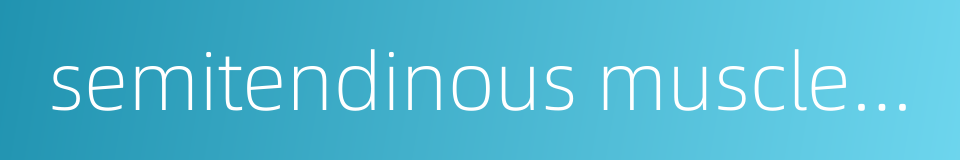 semitendinous muscle tendon的同义词