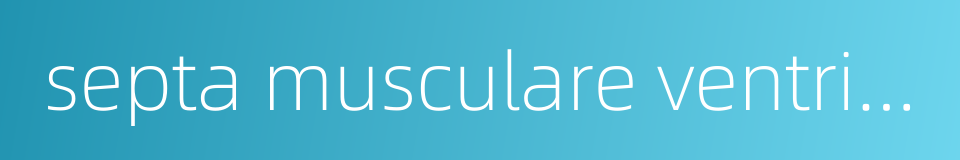 septa musculare ventriculorum的同义词