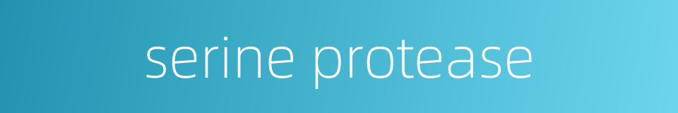 serine protease的同义词