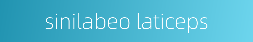 sinilabeo laticeps的同义词