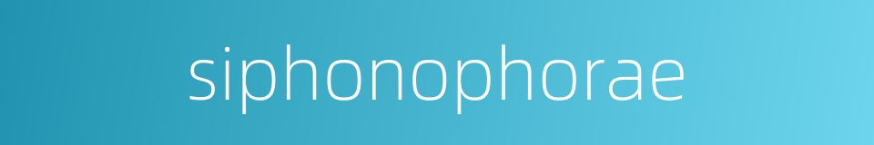 siphonophorae的同义词
